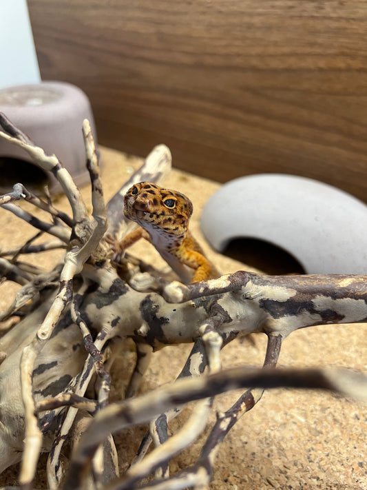 Setup ideale per Geco Leopardino