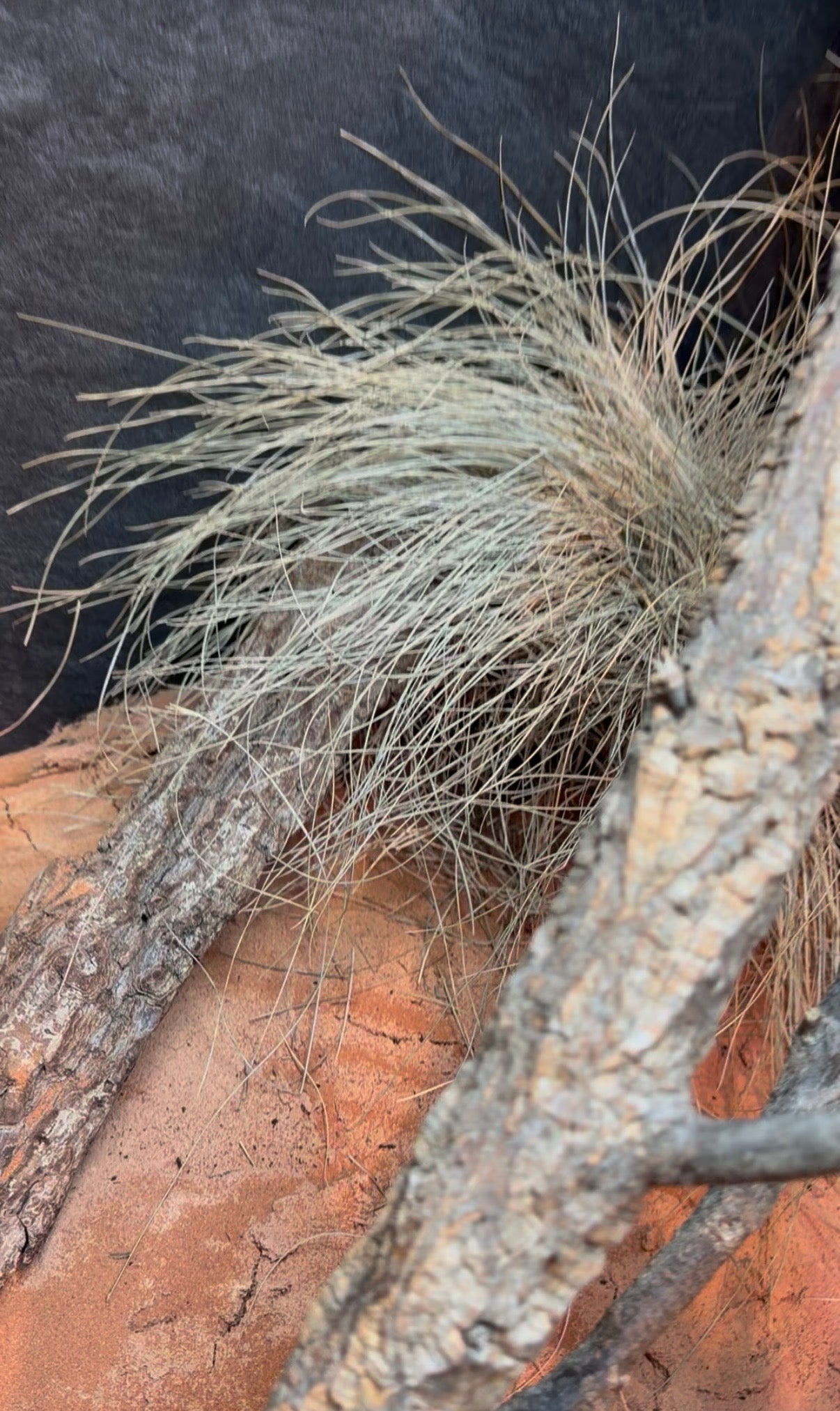 Australia - substrato naturale