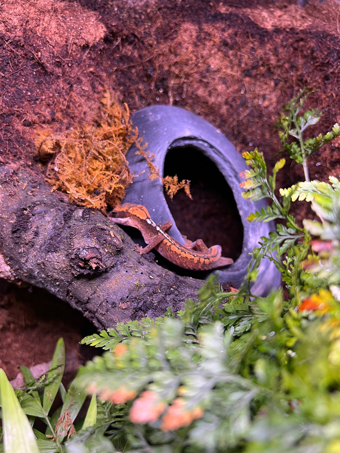 Tana Arborea