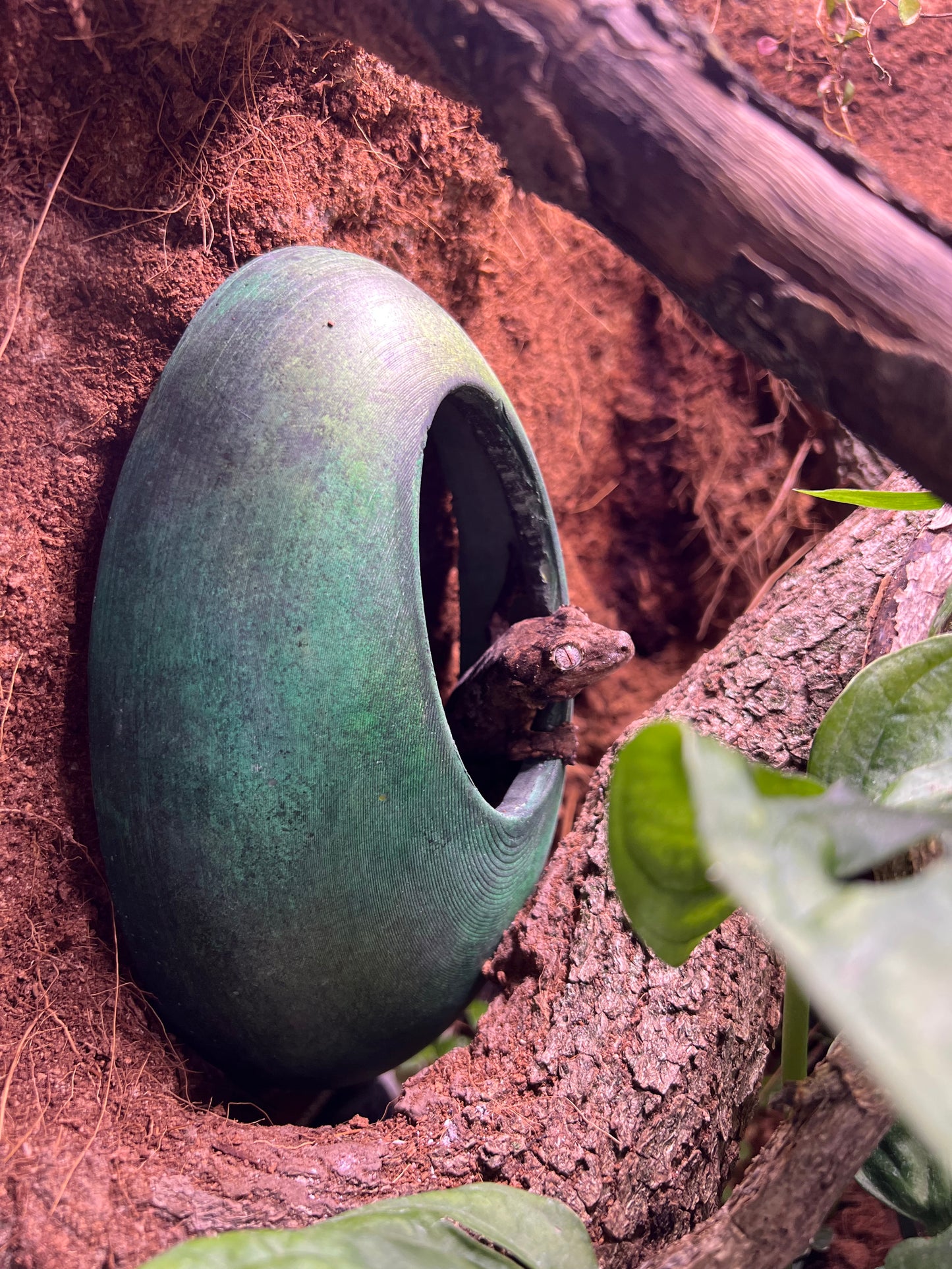 Tana Arborea